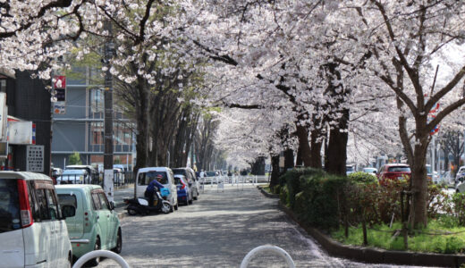 ２０２６相模原 桜まつりの開催会場の桜を観に行ってきた！　３月３０日既に満開です！！