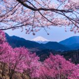 富士山と桜が映える お伊勢山にいってきた！　秀麗富岳十二景って知ってる？！