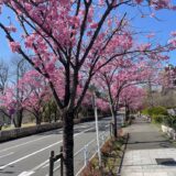 ２０２６年 長池公園沿いの陽光桜並木はどうなっているの？！