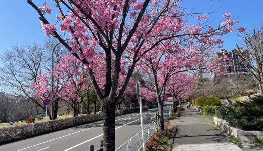 ２０２６年 長池公園沿いの陽光桜並木はどうなっているの？！