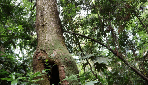 相模原のウォーキングコース　横山公園から「てるて姫の小径」