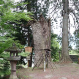 巨樹・巨木めぐり　白州 白須若宮八幡神社のモミの木