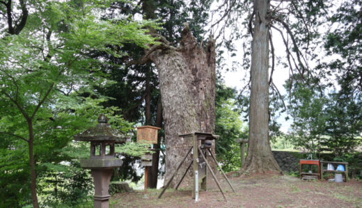 巨樹・巨木めぐり　白州 白須若宮八幡神社のモミの木