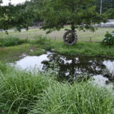 確実の蛍が見える北杜市のほたる親水公園　２０２６年のようす