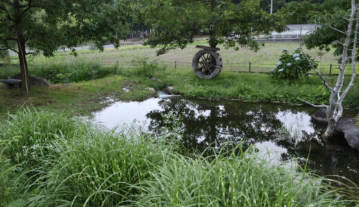確実の蛍が見える北杜市のほたる親水公園　２０２６年のようす