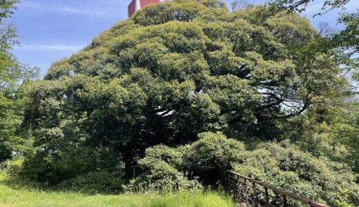 多摩の巨樹・巨木　一本杉公園と平久保公園のスタジイに癒されにいこう！