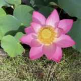韮崎穴山町の大賀ハス　７月は桃色の大輪のハスの花が見ごろです！！