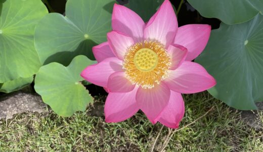 韮崎穴山町の大賀ハス　７月は桃色の大輪のハスの花が見ごろです！！