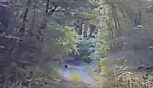 白州で野生の動物は増えているのか？！　小熊らしい動物を目撃